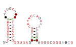 Thumbnail for D12-methyl RNA motif