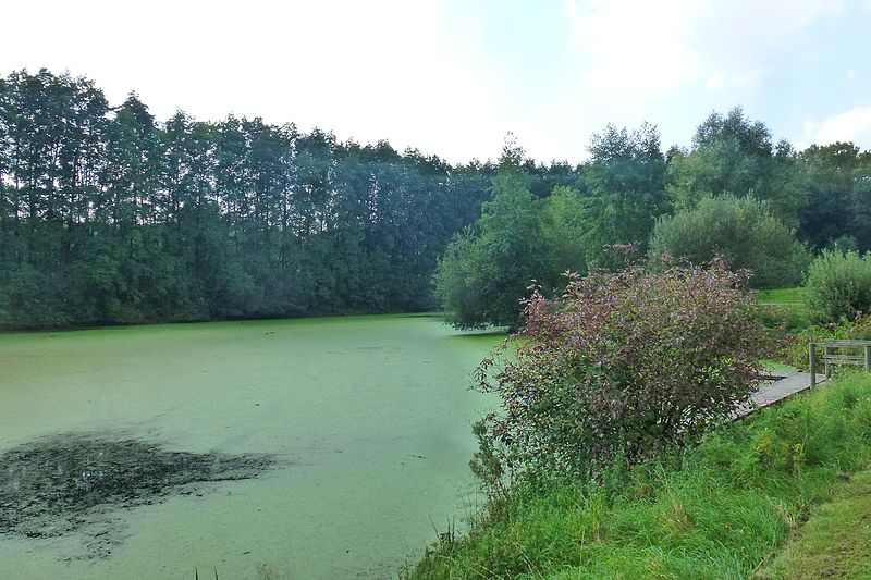 File:RNR du Héron vu de la base de Pleine Nature (5).jpg