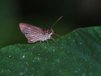 Radiant Skipper - Flickr - treegrow.jpg