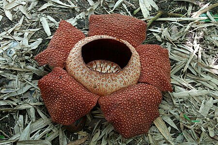 Tập_tin:Rafflesia_keithii_near_poring_hot_springs.jpg