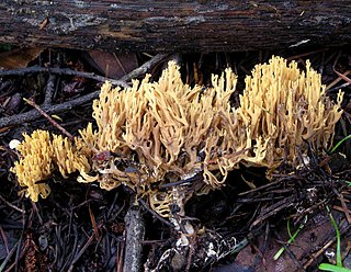 <i>Ramaria myceliosa</i> Species of fungus