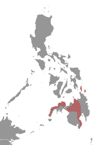 <span class="mw-page-title-main">Mindanao flying squirrel</span> Species of rodent