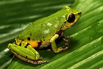 Raorchestes chromasynchysi.jpg