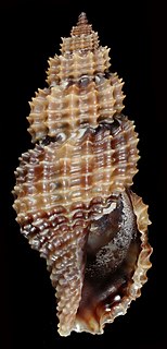 <i>Raphitoma antipolitana</i> Species of gastropod