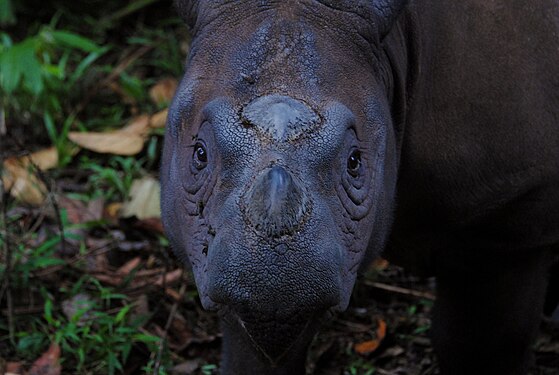 Ratu, one of the few Sumatran Rhinoceros protected in Way Kambas National Park. Photograph: Digedrun