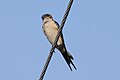 * Nomination: Red-rumped Swallow at village Kairwaan, district Dehradun. --Satdeep Gill 05:48, 29 March 2022 (UTC) * Review we don't need this one --Charlesjsharp 20:52, 29 March 2022 (UTC)