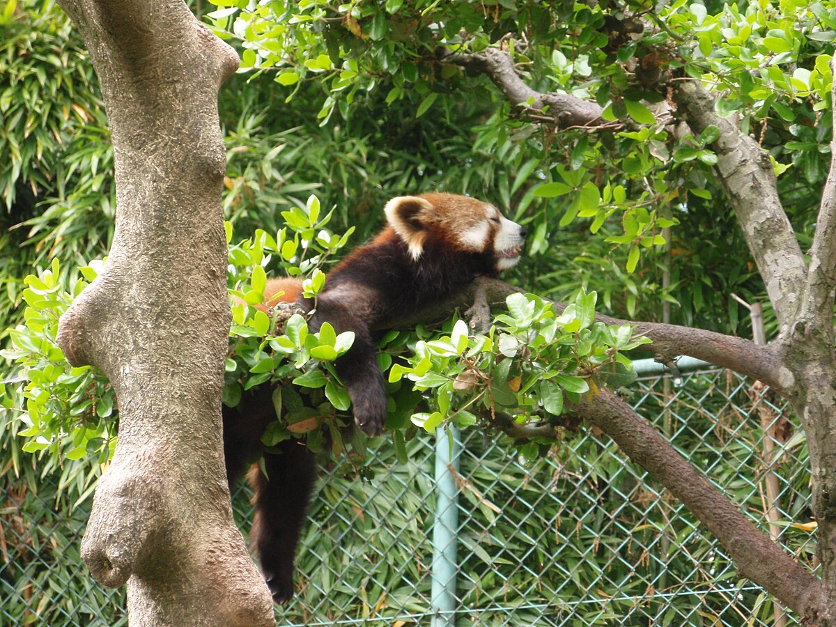 Red panda - Wikipedia