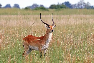 <span class="mw-page-title-main">Lechwe</span> Species of mammal