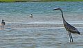 Reddish Egret Mix morph.jpg