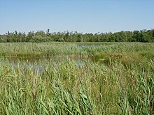 Reedbed at Chippenham Fen - a UK Priority Habitat Reedbed at Chippenham Fen - geograph.org.uk - 554563.jpg