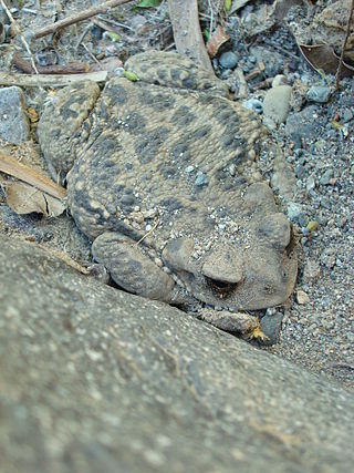 <i>Rhinella arunco</i> Species of amphibian