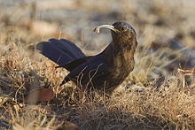 Juvenile in Etosha National Park Rhinopomastus cyanomelas (Etosha).jpg