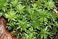 Rhodobryum roseum (a, 144641-474752) 0489.JPG