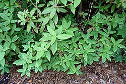 Rododendron trichanthum - VanDusen Botanical Garden - Vancouver, BC - DSC07290. jpg