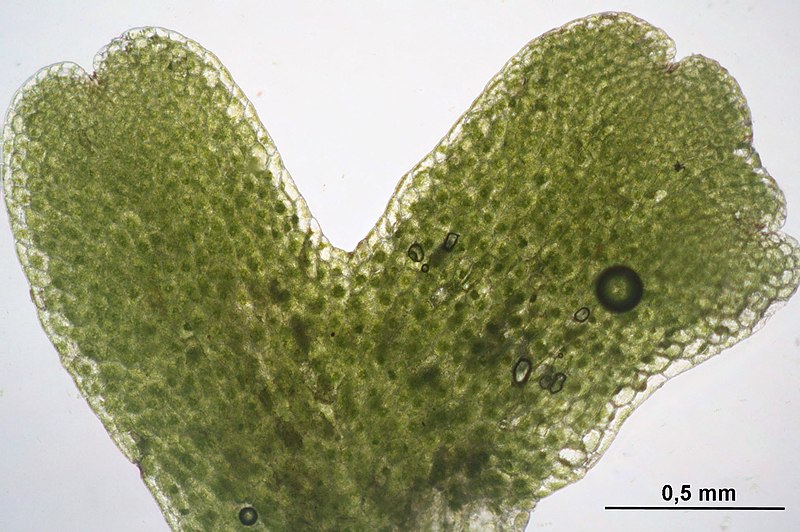 File:Riccardia latifrons (a, 144935-474847) 2334.JPG