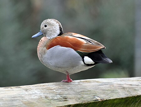 Ringed Teal.JPG