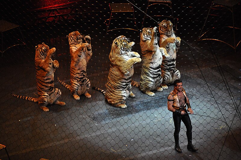 File:Ringling brothers over the top tiger.JPG