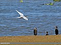River Tern (Sterna aurantia) (30495266415).jpg