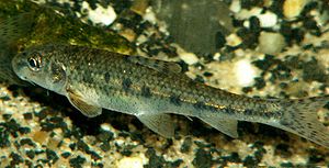 Gudgeon (Gobio gobio)