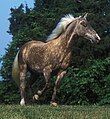 Rappwindfarbenes Rocky Mountain Horse