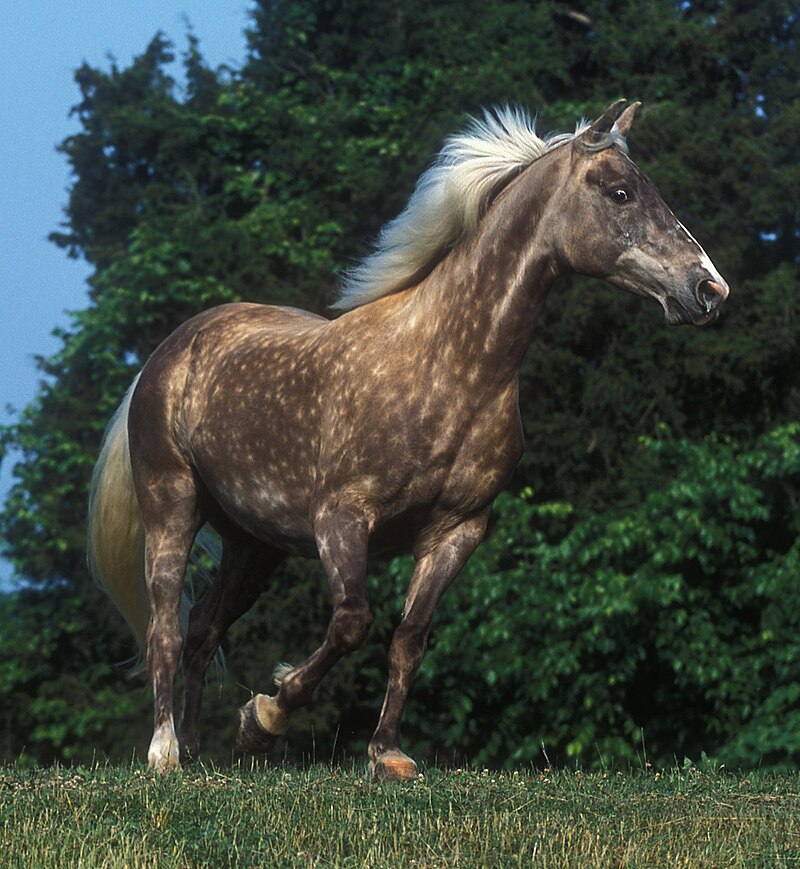 black dapple horse