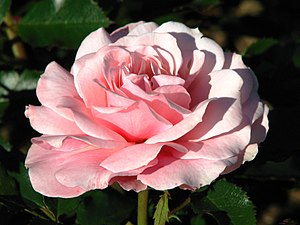 Rosa 'Botticelli' 02.jpg