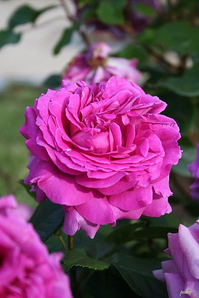 File:Rosa Chartreuse De Parme - Francia (11982298965).jpg