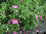 Rosa rugosa, or rugosa rose