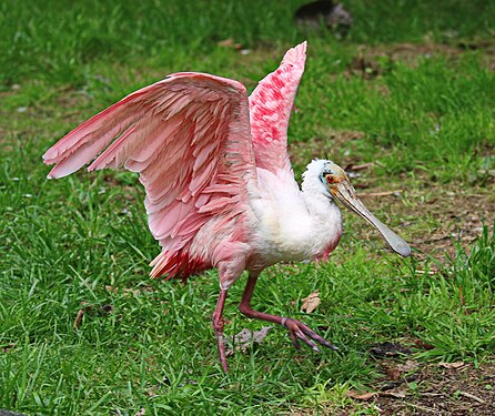 Rosalöffler im Weltvogelpark Walsrode bei Hannover.