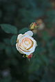 'Moonsprite'.En el Jardín Botánico de Kioto,(Japón).