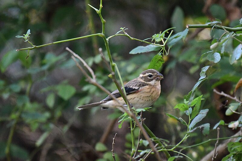 File:Rose-breasted grosbeak cromwell valley 9.20.20 DSC 8213.jpg