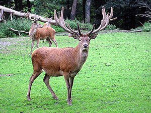 Rothirsch - Cervus elaphus - Dortmund-Zoo.jpg