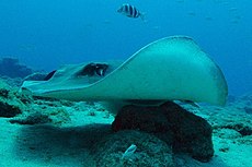 Roughtail stingray tenerife2.jpg