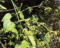 Description de l'image Rubia cordifolia.jpg.