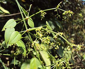 Descripción de la imagen Rubia cordifolia.jpg.