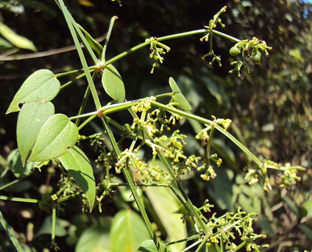 Description de l'image Rubia cordifolia.jpg.