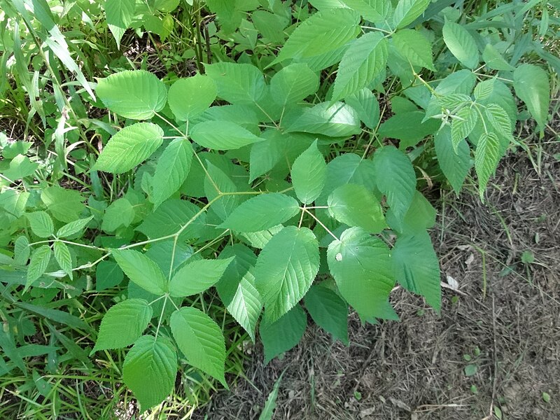 File:Rubus allegheniensis SCA-03201.jpg