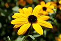 Rudbeckia triloba (ru:) (en:) (de:) (lv:)