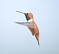 Thumbnail for File:Rufous Hummingbird, male 03.jpg