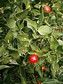 Ruscus aculeatus flowers & fruits