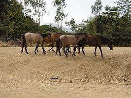 Platteland van Sonaguera