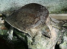 SDC10902 - Apalone ferox (Floryda-Weichschildkröte) .JPG