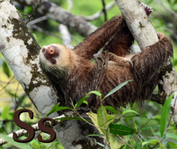 S is for Sloth.png