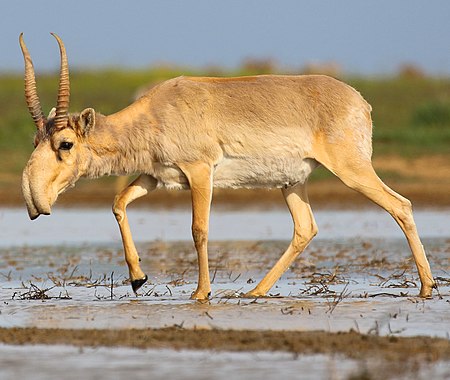 Tập_tin:Saiga_antelope_at_the_Stepnoi_Sanctuary_(cropped).jpg