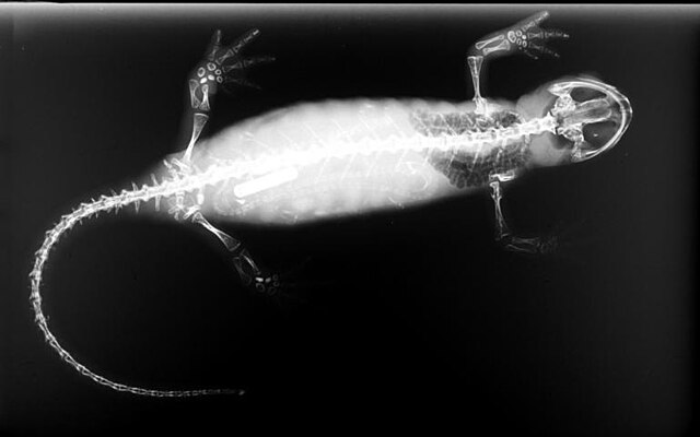 X-ray image of salamander