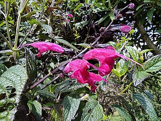 <i>Salvia quitensis</i> Species of flowering plant