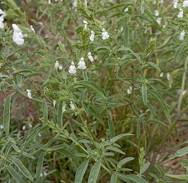 File:Salvia reflexa (Lamiaceae) nov23.jpg