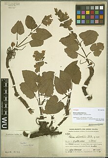 Salvia schizochila.jpg