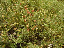 Thorny burnet (Sarcopoterium spinosum) Sarcopoterium spinosum fruit RJP 02.jpg