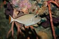 Sargassum Triggerfish (Xanthichthys ringens) .jpg